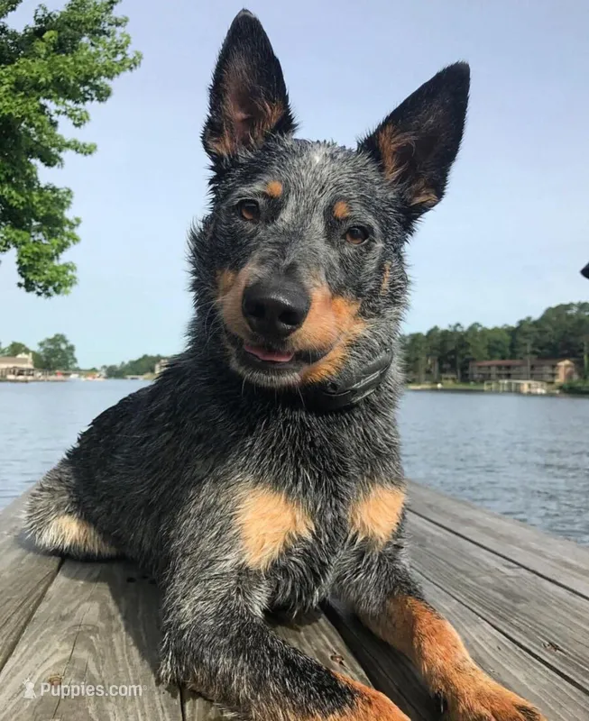 Molly, a female Australian Cattle Dog for sale in Houston, TX – Photo 1 of 1