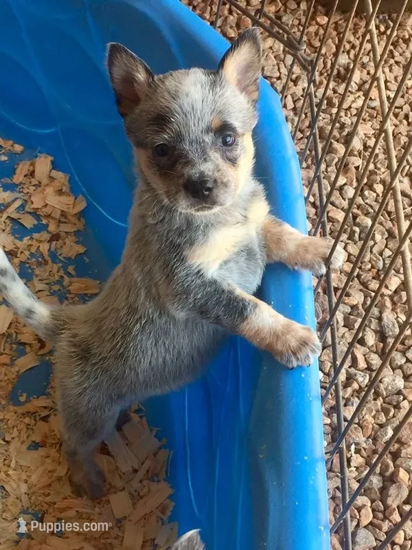 Yakov – Australian Cattle Dog puppy for sale in Houston, TX