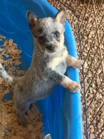Yakov, a male Australian Cattle Dog for sale in Houston, TX – 1 of 1