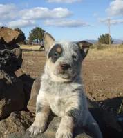 Duke, a female Australian Cattle Dog for sale in Houston, TX – 1 of 1