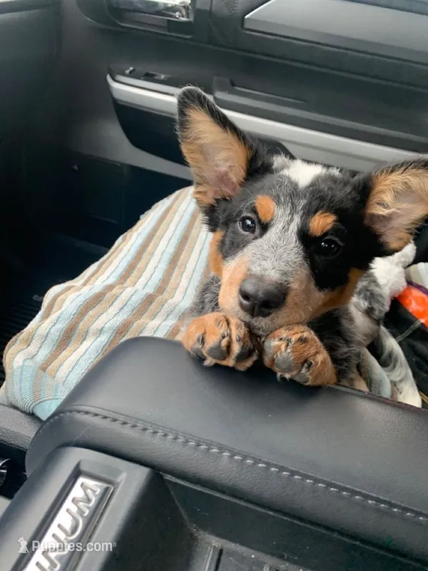 Jett – Australian Cattle Dog puppy for sale in Houston, TX