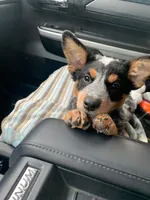 Jett, a male Australian Cattle Dog for sale in Houston, TX – 1 of 1
