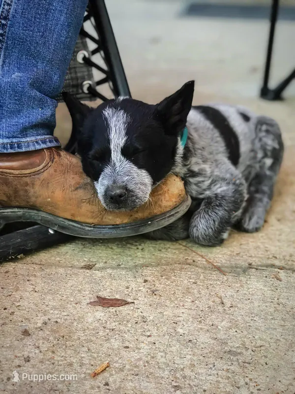 Angus – Australian Cattle Dog puppy for sale in Houston, TX