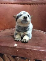 Max, a male Australian Cattle Dog for sale in Houston, TX – 1 of 1