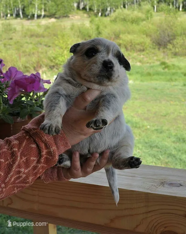 Ace – Australian Cattle Dog puppy for sale in Houston, TX