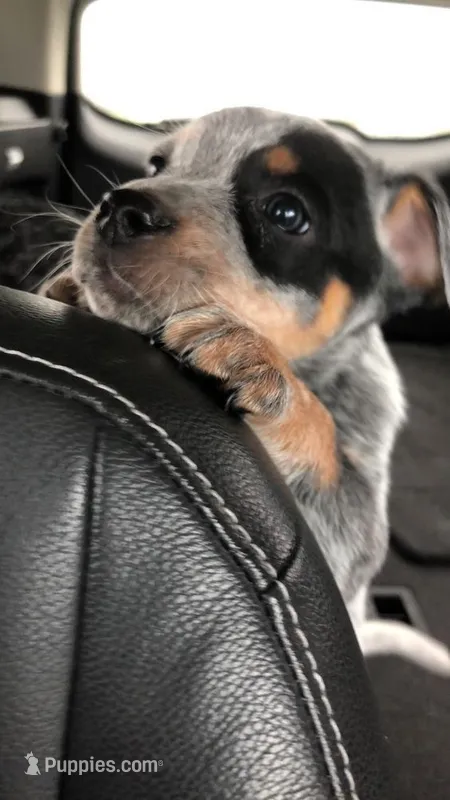Kira – Australian Cattle Dog puppy for sale in Houston, TX