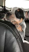 Kira, a female Australian Cattle Dog for sale in Houston, TX – 1 of 1