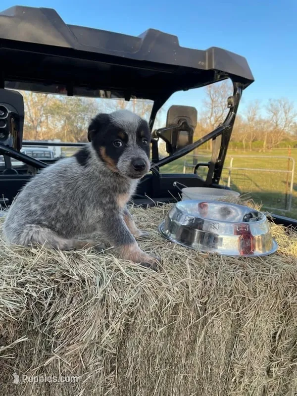 Xander – Australian Cattle Dog puppy for sale in Houston, TX