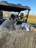 Xander, a male Australian Cattle Dog for sale in Houston, TX – 1 of 1