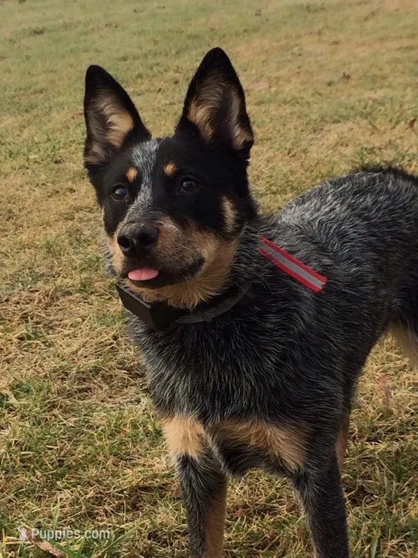 Sophie – Australian Cattle Dog puppy for sale in Houston, TX