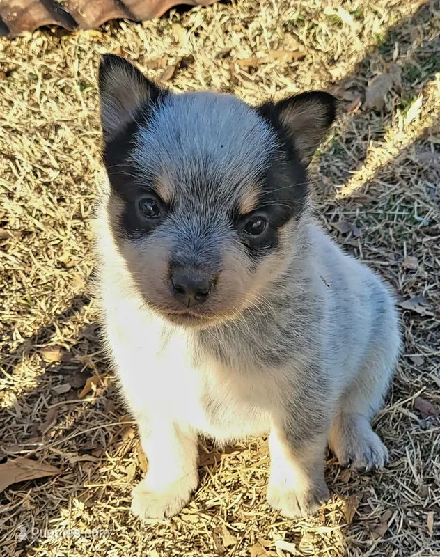 Nixie – Australian Cattle Dog puppy for sale in Houston, TX