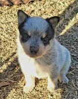 Nixie, a female Australian Cattle Dog for sale in Houston, TX – 1 of 1