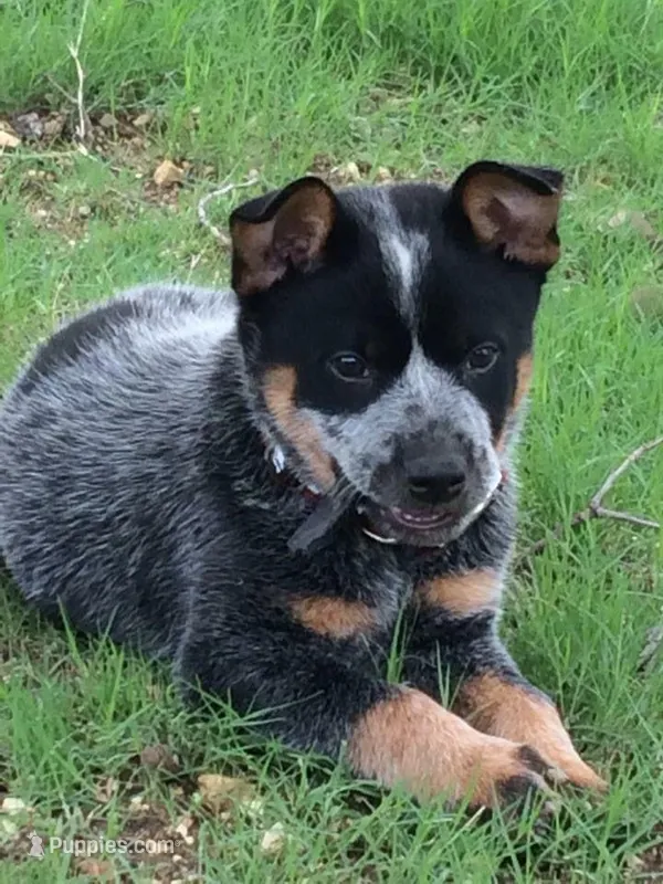Kairos – Australian Cattle Dog puppy for sale in Houston, TX
