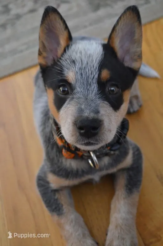 Lennox – Australian Cattle Dog puppy for sale in Houston, TX