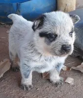 Nala, a female Australian Cattle Dog for sale in Houston, TX – 1 of 1