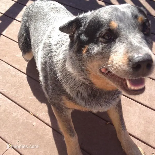 Lily – Australian Cattle Dog puppy for sale in Houston, TX