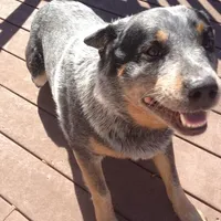Lily, a female Australian Cattle Dog for sale in Houston, TX – 1 of 1