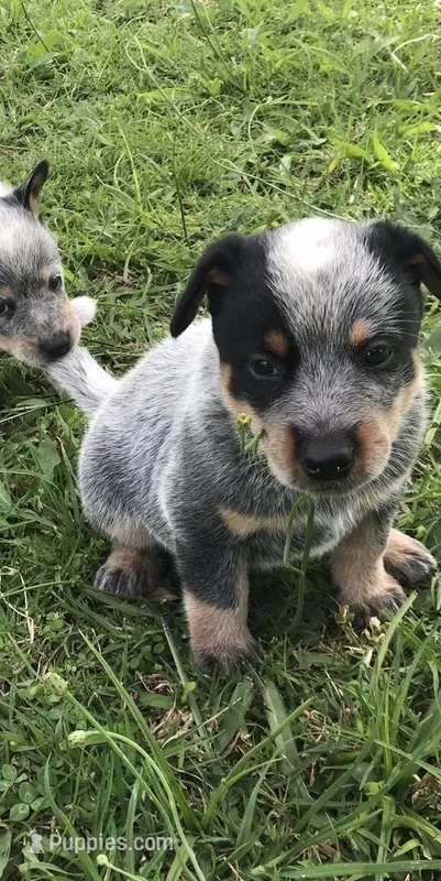 Penny, a female Australian Cattle Dog for sale in Houston, TX – Photo 1 of 1