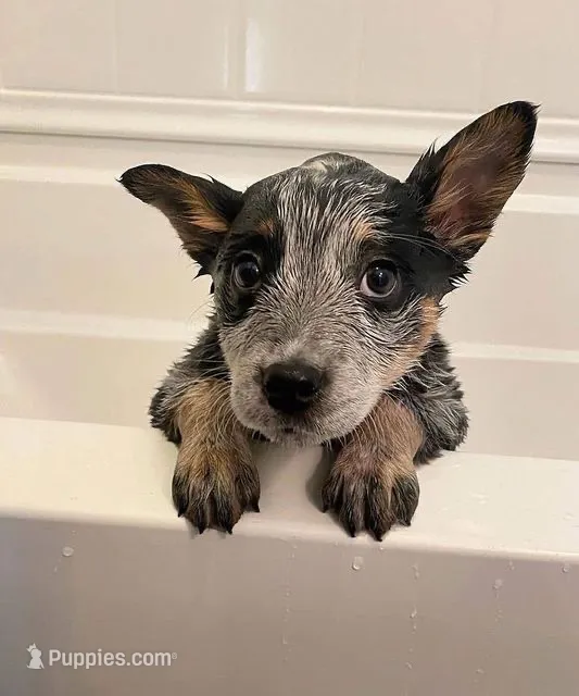 Apollo – Australian Cattle Dog puppy for sale in Houston, TX