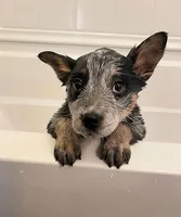 Apollo, a male Australian Cattle Dog for sale in Houston, TX – 1 of 1