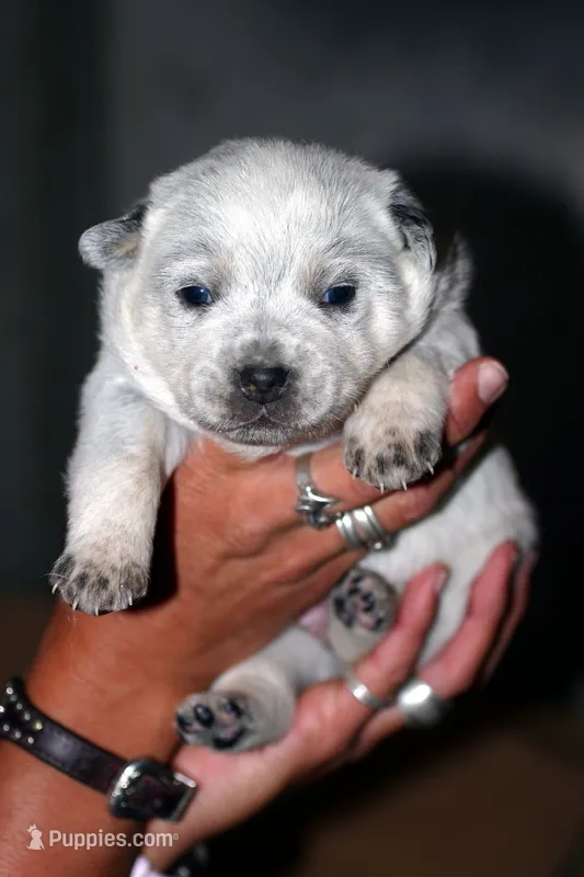 Rocco – Australian Cattle Dog puppy for sale in Houston, TX