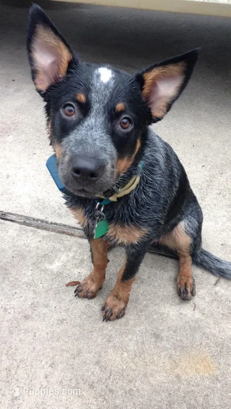 Chloe – Australian Cattle Dog puppy for sale in Houston, TX