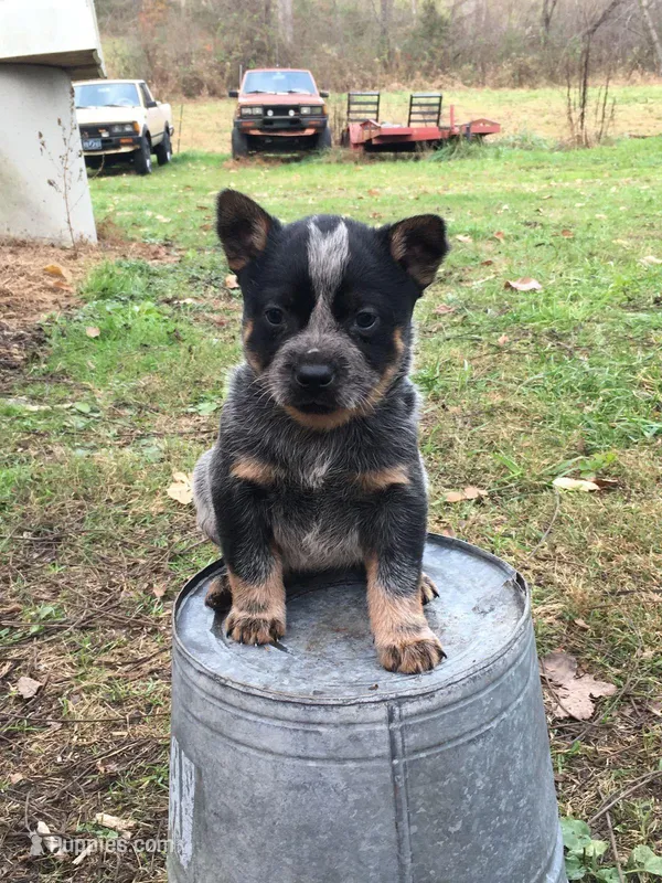 Thistle – Australian Cattle Dog puppy for sale in Houston, TX
