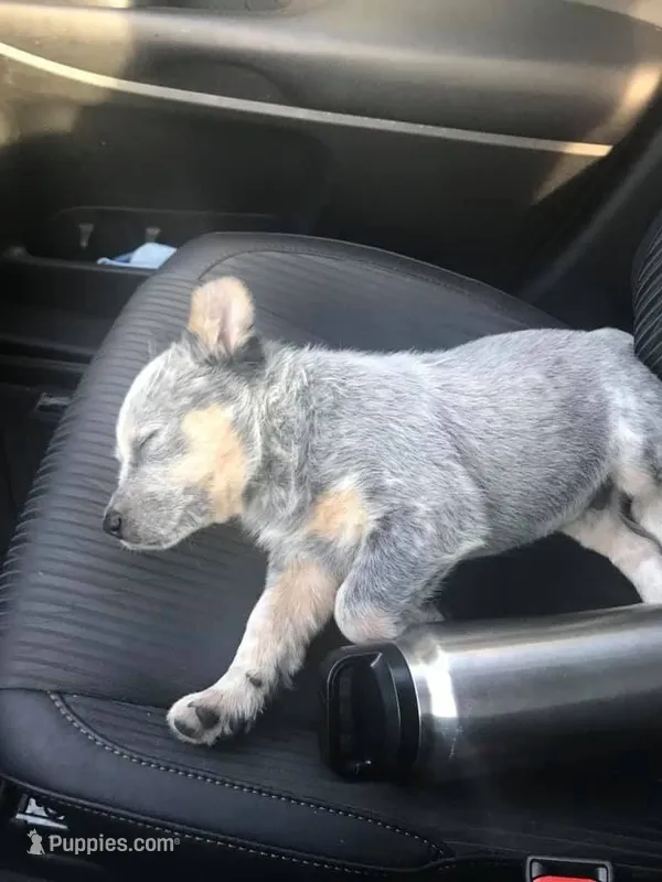 Mako – Australian Cattle Dog puppy for sale in Houston, TX