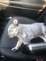 Mako, a male Australian Cattle Dog for sale in Houston, TX – 1 of 1