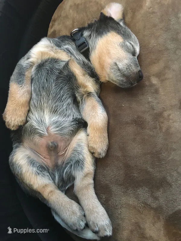 Thor – Australian Cattle Dog puppy for sale in Houston, TX