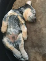 Thor, a male Australian Cattle Dog for sale in Houston, TX – 1 of 1