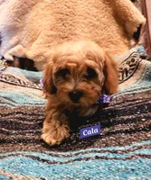 Cala, a female Poodle - Miniature  and Cavachon for sale in Chino Valley, AZ – 5 of 7
