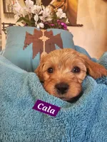 Cala, a female Poodle - Miniature  and Cavachon for sale in Chino Valley, AZ – Photo 4 of 4