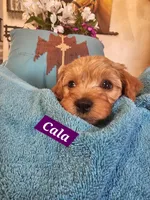 Cala, a female Poodle - Miniature  and Cavachon for sale in Chino Valley, AZ – Photo 2 of 4