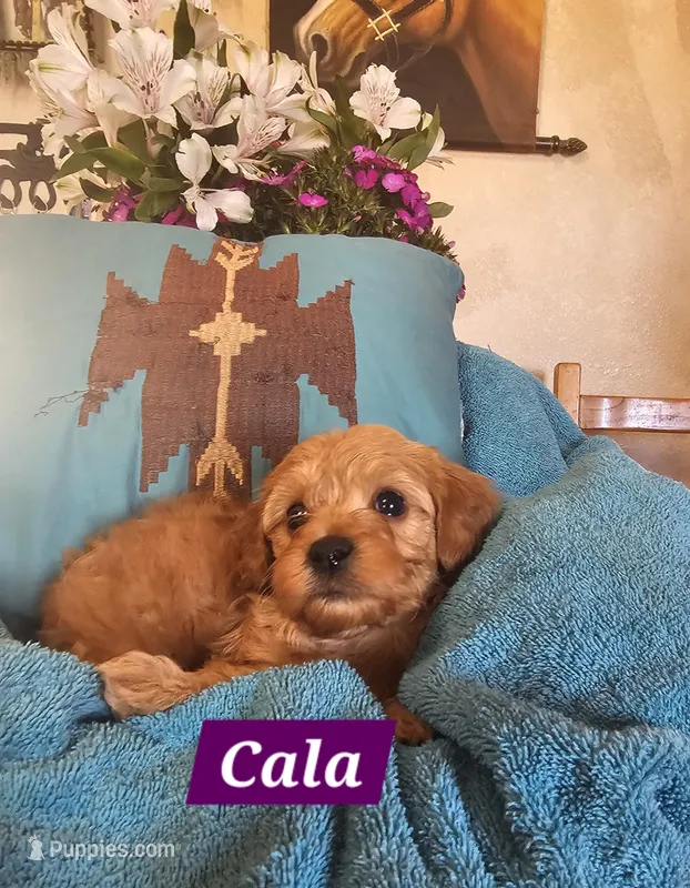 Cala – Poodle - Miniature , Cavachon puppy for sale in Chino Valley, AZ
