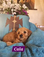 Cala, a female Poodle - Miniature  and Cavachon for sale in Chino Valley, AZ – Photo 1 of 4