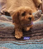 Cala, a female Poodle - Miniature  and Cavachon for sale in Chino Valley, AZ – 2 of 7