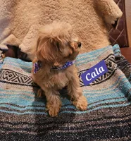 Cala, a female Poodle - Miniature  and Cavachon for sale in Chino Valley, AZ – 4 of 7