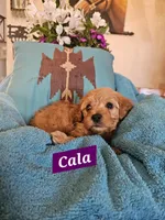 Cala, a female Poodle - Miniature  and Cavachon for sale in Chino Valley, AZ – Photo 3 of 4