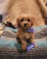 Cala, a female Poodle - Miniature  and Cavachon for sale in Chino Valley, AZ – 3 of 7