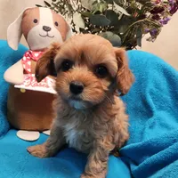 POSEY, a female Poodle - Miniature  and Cavachon for sale in Chino Valley, AZ – Photo 4 of 8