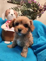 POSEY, a female Poodle - Miniature  and Cavachon for sale in Chino Valley, AZ – Photo 4 of 8