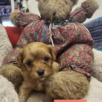 POSEY, a female Poodle - Miniature  and Cavachon for sale in Chino Valley, AZ – Photo 8 of 8
