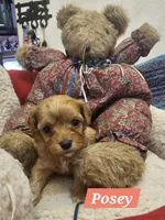 POSEY, a female Poodle - Miniature  and Cavachon for sale in Chino Valley, AZ – Photo 8 of 8