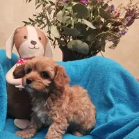 POSEY, a female Poodle - Miniature  and Cavachon for sale in Chino Valley, AZ – Photo 1 of 8