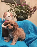 POSEY, a female Poodle - Miniature  and Cavachon for sale in Chino Valley, AZ – Photo 1 of 8