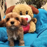 POSEY, a female Poodle - Miniature  and Cavachon for sale in Chino Valley, AZ – Photo 3 of 8