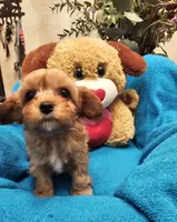 POSEY, a female Poodle - Miniature  and Cavachon for sale in Chino Valley, AZ – Photo 3 of 8