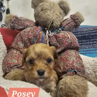 POSEY, a female Poodle - Miniature  and Cavachon for sale in Chino Valley, AZ – Photo 6 of 8