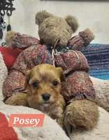 POSEY, a female Poodle - Miniature  and Cavachon for sale in Chino Valley, AZ – Photo 6 of 8